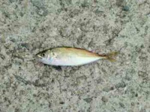 アジングの仕掛けと時期【初心者必見】