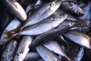 アジ釣りの時期と時間帯！どのシーズンでも釣れる？