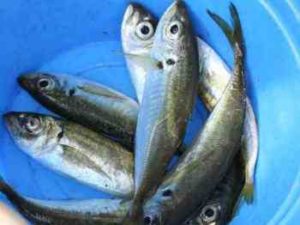 アジングのメタルジグ仕掛けとアクション