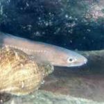 アナゴ釣りの時期と時間帯