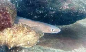 アナゴ釣りの時期と時間帯