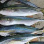 落とし込み釣りの仕掛けとコツ【船】