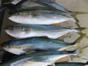 落とし込み釣りの仕掛けとコツ【船】
