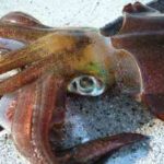 アオリイカのウキ釣り仕掛けと釣り方【電気ウキ】