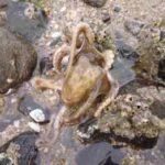 イイダコの投げ釣り仕掛けと釣り方【堤防】