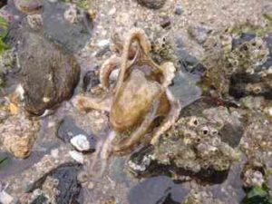 イイダコの投げ釣り仕掛けと釣り方【堤防】