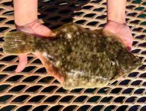 カレイの投げ釣り仕掛けと釣り方のコツ