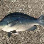 メジナのウキフカセ釣り仕掛けと釣り方