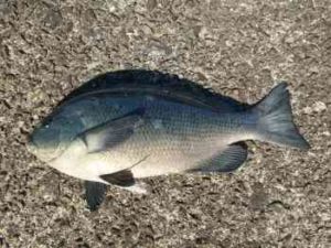 メジナのウキフカセ釣り仕掛けと釣り方