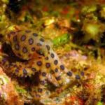 タコの種類!ヒョウモンダコの毒には注意!
