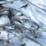 タチウオ釣りの時期(シーズン)と時間帯!潮回りは?