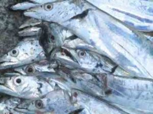 タチウオ釣りの時期（シーズン）と時間帯！潮回りは？