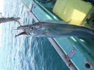 タチウオのテンヤ仕掛けと釣り方・エサ【船】