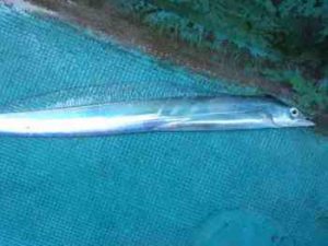 タチウオジギングの仕掛けと釣り方【船】