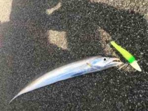 タチウオの釣り方（コツ）！ルアーを使い分けよう【防波堤】