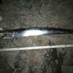 タチウオのショアジギング仕掛けと釣り方(アクション)