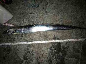 タチウオのショアジギング仕掛けと釣り方（アクション）