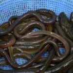 ウナギ釣りの時期・時間帯