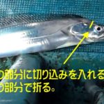 タチウオの締め方!ハサミで切る?折る?