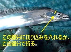 タチウオの締め方！ハサミで切る？折る？
