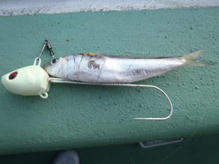 大阪湾のタチウオ釣りの釣果