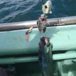 【管理人釣行】大阪湾のタチウオ釣りの釣果