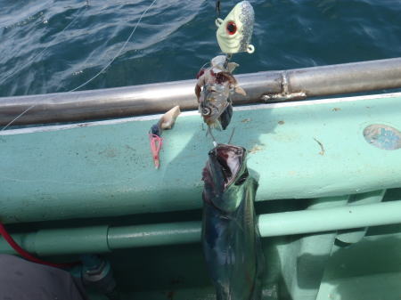 大阪湾のタチウオ釣りの釣果