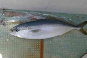 タチウオパターンのタックルとしゃくり方【ワームでの青物釣り】