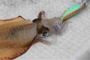 ティップランの仕掛けとしゃくり方