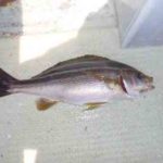 イサキの船釣り仕掛けと釣り方【エサ】