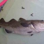 マダラ釣りの仕掛けと釣り方