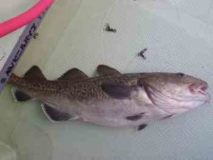 マダラ釣りの仕掛けと釣り方