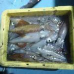 イカメタルのオモリグ仕掛けと釣り方【中オモリ】