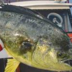 シイラ釣りの時期・時間帯