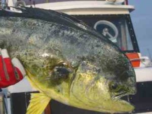 シイラ釣りの時期・時間帯