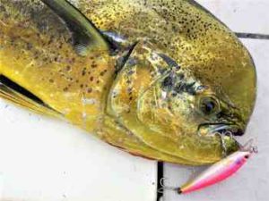 シイラキャスティングのタックルと釣り方【船】