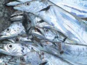 タチウオのウキ釣り仕掛けと合わせ方【かっ飛びボール】