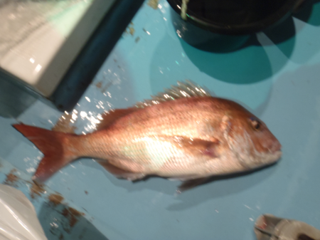 青物釣りの仕掛けと釣果