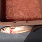 【管理人釣行】 青物釣りの仕掛けと釣果