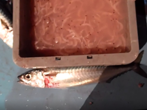 【管理人釣行】 青物釣りの仕掛けと釣果