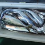 【管理人釣行】タチウオ釣りのシーズン到来!大阪湾での釣果