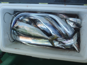 【管理人釣行】タチウオ釣りのシーズン到来!大阪湾での釣果