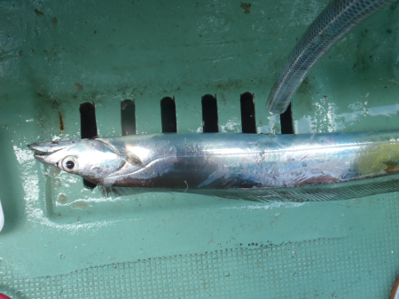 タチウオ釣りの釣果