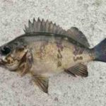 メバル釣りの時期と時間帯【メバリング】