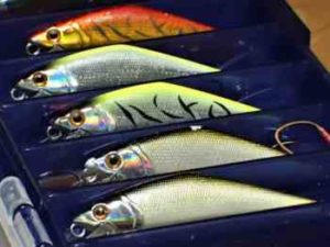 シーバス釣りの仕掛けと釣り方【初心者必見】