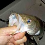 ボートシーバスのルアータックルのおすすめと釣り方