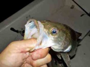 ボートシーバスのルアータックルのおすすめと釣り方