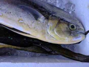 シイラのショアジギングのタックルと釣り方