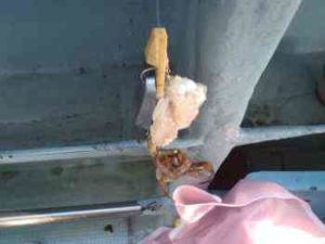 タコ釣りのテンヤのおすすめ！エサは？【船・堤防】