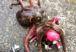 タコジグのおすすめと連結について